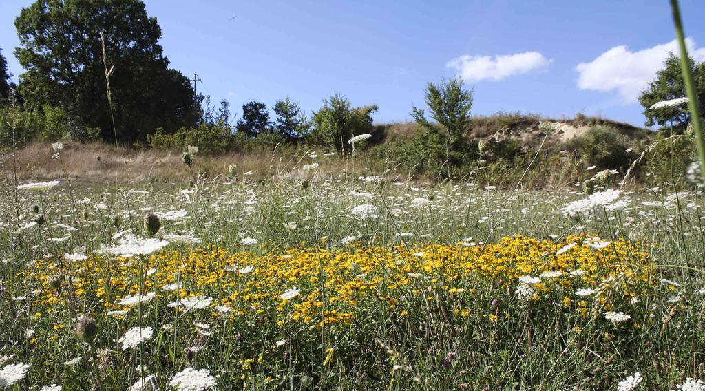 Casa Vacanze Antico Poggio Poggio San Giovanni Eksteriør billede